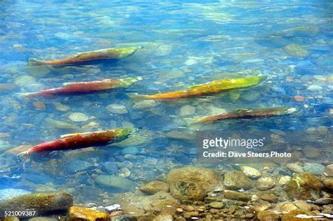 1,187 Salmon Swimming Stock Photos, High-Res Pictures, and Images - Getty Images