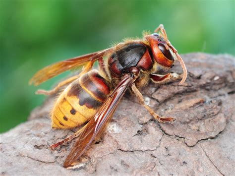 Hornets - Hornet Indentification & Pest Control & Elimination