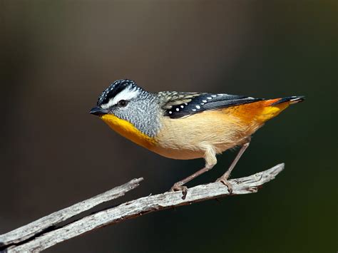 Spotted Pardalote | Another Pardalote shot, showing the full… | Flickr