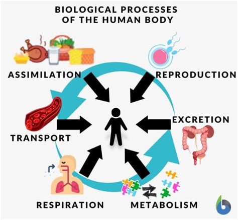 Process Definition and Examples - Biology Online Dictionary