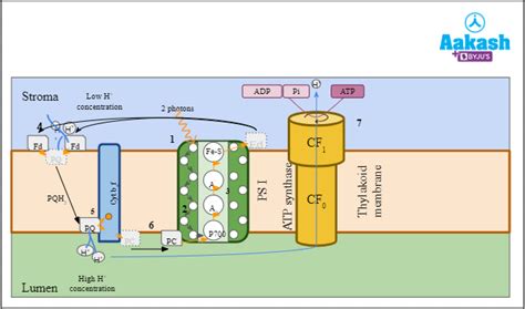 Cyclic Photophosphorylation Diagram