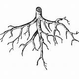 Simple Tree Roots Coloring Pages sketch template