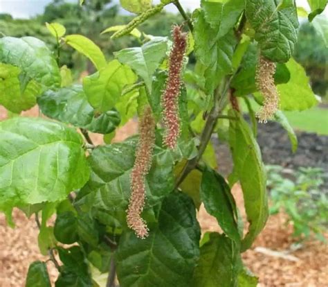 30 Common Trees in Hawaii (Native & Introduced Species)