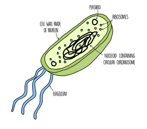 Simple Prokaryotic Cell Diagram