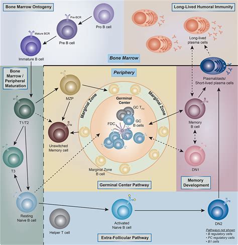 Memory B Cell Markers