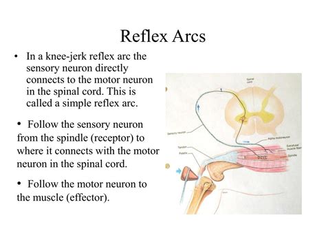 PPT - The Reflex Arc PowerPoint Presentation, free download - ID:3673985