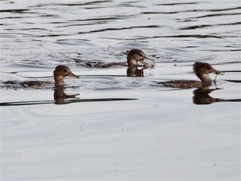 Insectivore Birds Part 2 | Rainshadow Journal