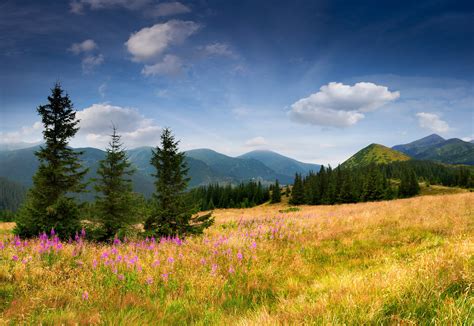 mountains, Eating, Field, Trees, Trees, Grass Wallpapers HD / Desktop ...