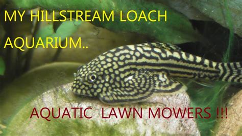 THE HILLSTREAM LOACH AQUARIUM - YouTube