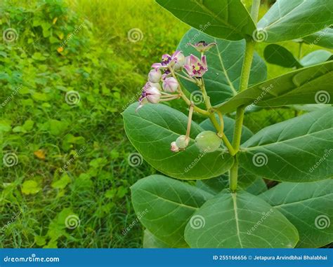 Safed Aak Crown Flower Calotropis Gigantea Arsh Mandar Madar Akaua Aak Flowers Plant Stock Photo ...