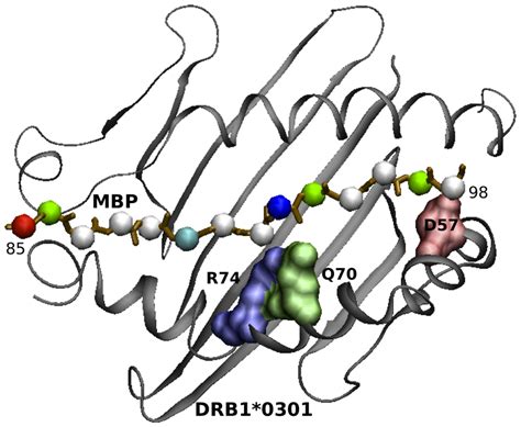 Binding region for the MHC-peptide complex for DRB1*03:01 allele. MHC ...