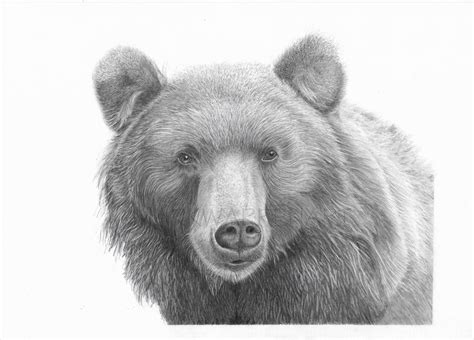 Bear Art Print Hand Drawn Animal Pencil Drawing A4 A5 Sizes - Etsy