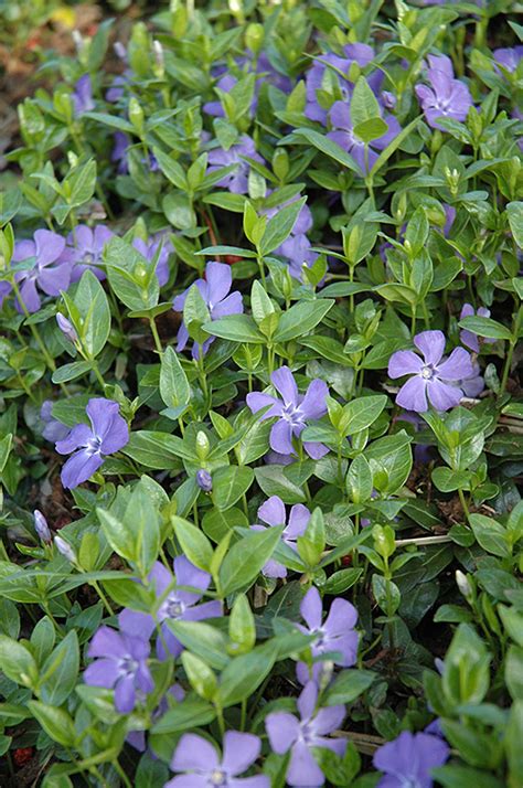 Dart's Blue Periwinkle (Vinca minor 'Dart's Blue') in Wilmette Chicago Evanston Glenview Skokie ...