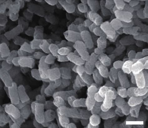 Construction of Salmonella Pullorum (S. Pullorum) ghosts. A, physical ...