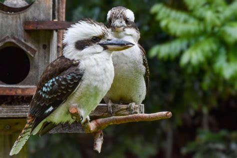 70+ Babykookaburra Stock Photos, Pictures & Royalty-Free Images - iStock