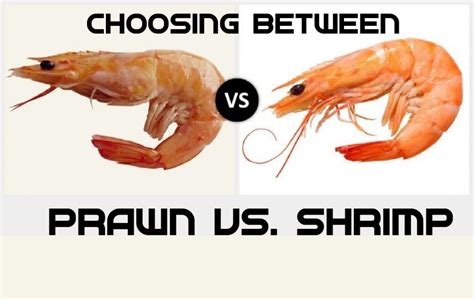 Prawn vs Shrimp - Difference and Comparison