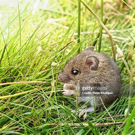 671 Field Mouse Stock Photos, High-Res Pictures, and Images - Getty Images