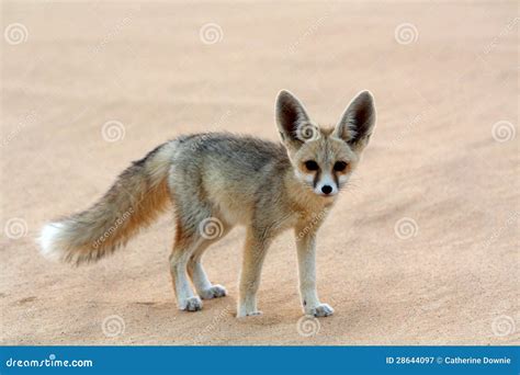 A Fennec Fox in the White Desert Stock Image - Image of wildlife, hunt: 28644097