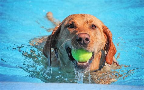 Where Can I Take My Dog Swimming--Safely? – Union Lake Pet Services