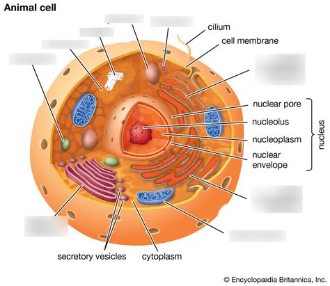 The Cytoskeleton, Eukaryotic Cell Compartments and their Functions ...