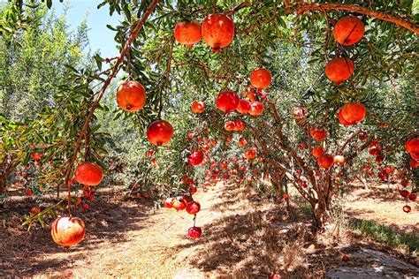 How to Grow Pomegranates from Seed | Gardener’s Path