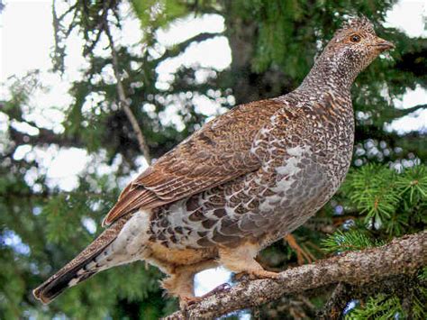 Game Birds in the United States: Pictures and Identification - Green Nature