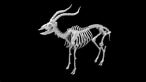 3D model Antelope skeleton VR / AR / low-poly | CGTrader