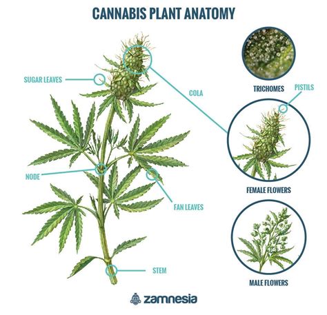 Cannabis Anatomy: Getting To Know The Cannabis Plant - Zamnesia