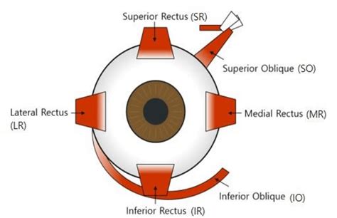 Extraocular muscles [8]. | Download Scientific Diagram