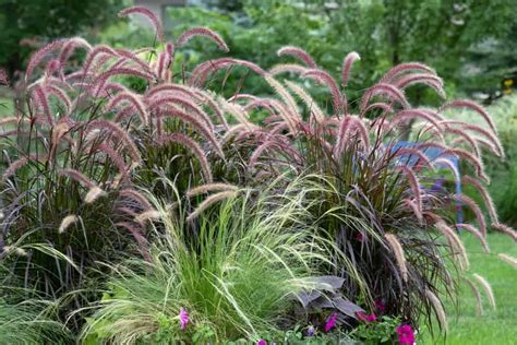 10 Prettiest Ornamental Grasses For Your Landscape