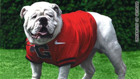 Georgia mascot Uga VII dies at age 4 - CNN.com