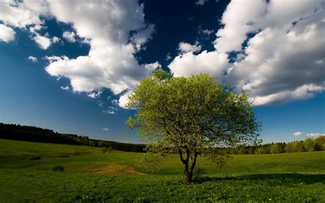 Wallpaper : tree, field, clouds, sky, meadow, grass 1920x1200 ...