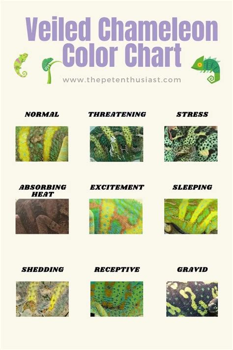 Veiled Chameleon Color Chart | Chameleon color, Veiled chameleon, Chameleon