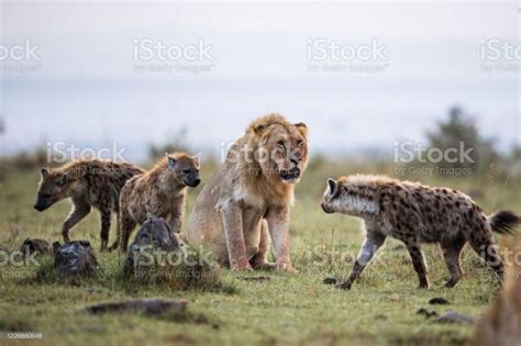 Angry lion among hyenas in the wild. Angry male lion with group of hyenas in the wild. Copy ...