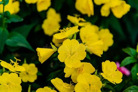 Sundrops Flowers in the Garden Stock Photo - Image of flowers, bright: 192991748