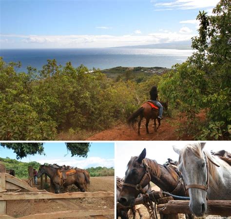 Maui Horseback Riding Tickets | Discount Horseback Tours