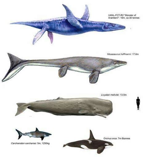 Comparison between humans, orcas and some prehistoric animals in terms ...