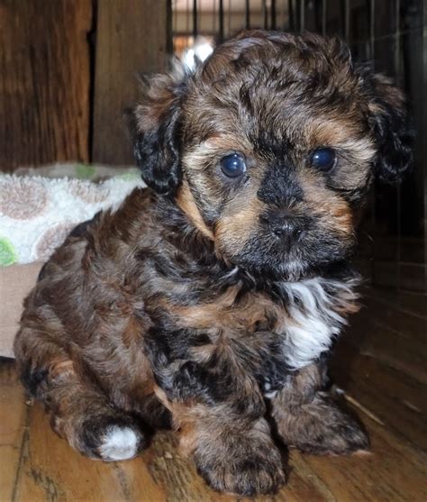 HavaPoo Puppy Breeder - HavaPoo Puppies for Adoption - Petite Joie Puppies