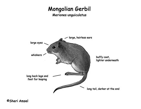 Gerbil (Mongolian)