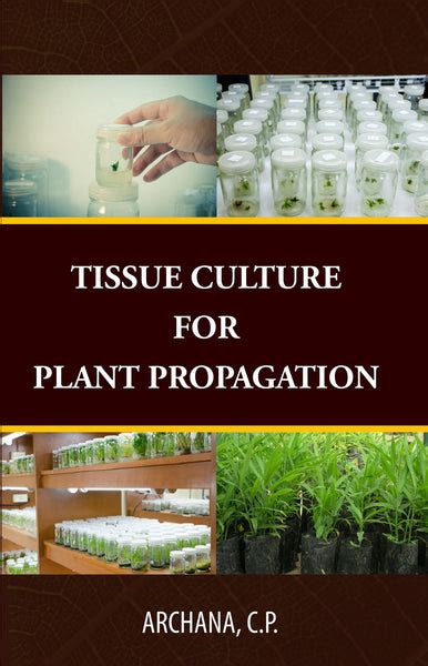 Tissue Culture for Plant Propagation – WFP Store