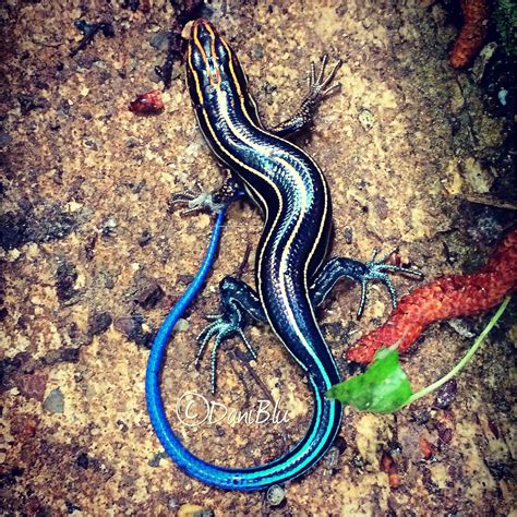 Blue-tailed skink | Lizard, Cartoon lizard, Blue tail