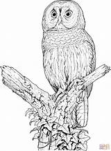Perched Barred Owl coloring Page  Free Printable Coloring Pages sketch template