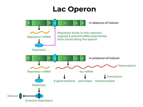 Lac Operon-Concept, Diagrams, Regulation