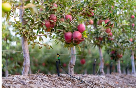 Apple Farming In Kenya