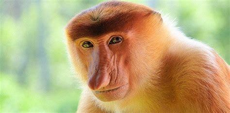 Fun Facts About Proboscis Monkeys - The Fact Site