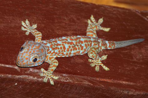 Can Tuko (Geckos) Cure AIDS?