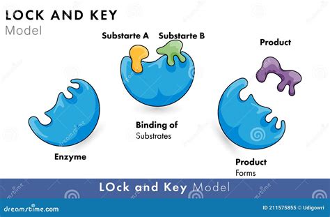 Enzyme. Lock And Key Model. Synthesis. Metabolic Processes Vector Illustration | CartoonDealer ...