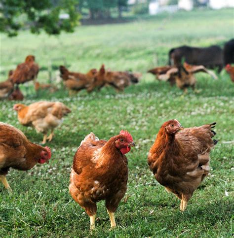 Freedom Ranger Chickens | Broilers | Freedom Ranger Hatcheries