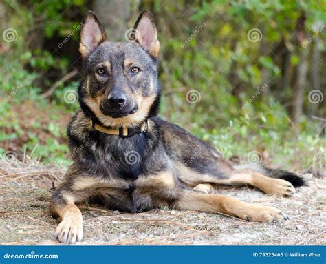 Shepherd Coyote Adoption Photo Stock Image - Image of shelter, mixed: 79325465