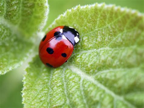 Do ladybugs have red spots? [2022] 🐬 | Animalia-life.club